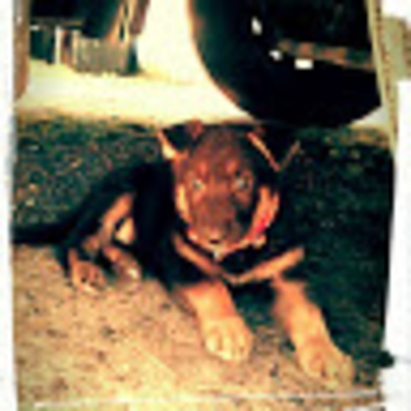 Meet your Posher, Alli- - Picture 1 of 1